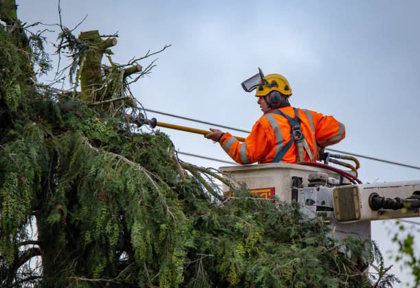 Professional Tree Care in Manton, MI