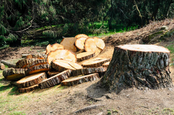 Best Storm Damage Tree Cleanup  in Manton, MI